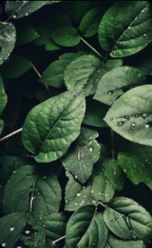 Bladeren met waterdruppels