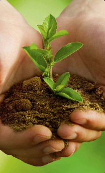 Handen met plantje en aarde