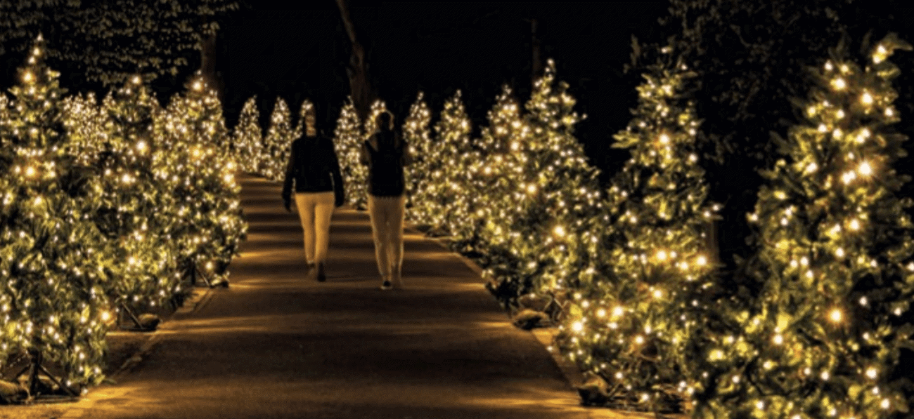 Kerstverlichting Hoveniers 8 (1)