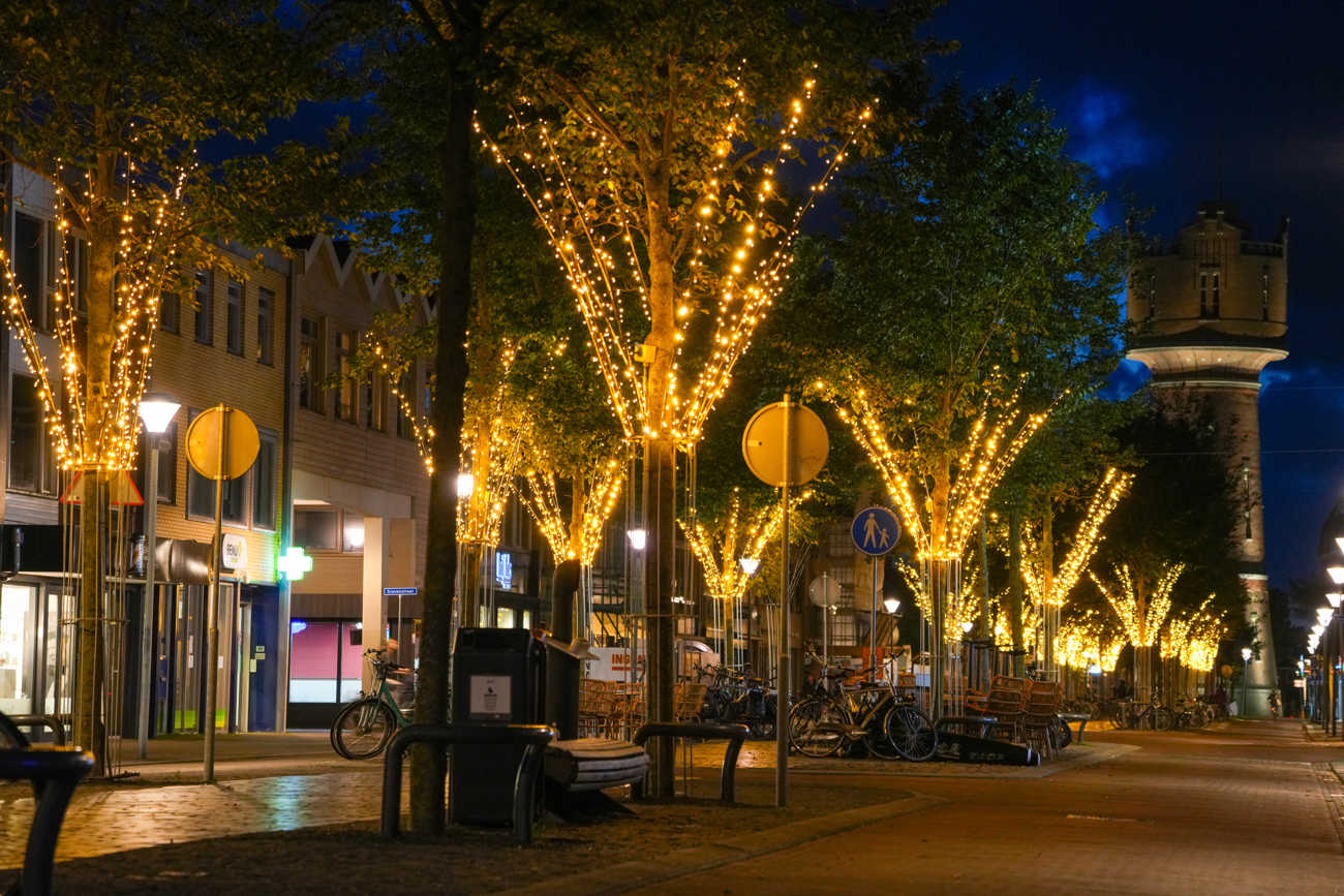 Professional tree lighting for a unique experience